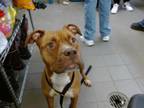 Adopt SCARLETT a Pit Bull Terrier