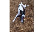 Adopt JENESIS a Pit Bull Terrier, Mixed Breed