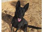 Adopt NAHLA a German Shepherd Dog, Mixed Breed