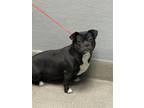 Adopt DAHLIA a Pug, Mixed Breed