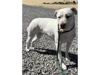 Adopt Stella a Corgi, Bull Terrier