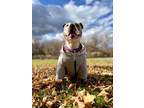 Adopt Ohana a Pit Bull Terrier
