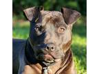 Adopt Fiona a Pit Bull Terrier