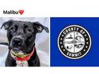 Adopt MALIBU a Labrador Retriever, Pit Bull Terrier