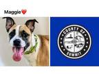 Adopt MAGGIE a Otterhound