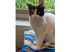 Adopt CALLIE PIE a Domestic Short Hair