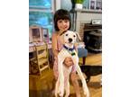Adopt Jelly Bean - Local Puppy a Beagle, Spaniel