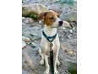 Adopt Petal - Local Puppy a Brittany Spaniel, Beagle
