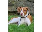 Adopt Tulip - Local Puppy a Beagle, Brittany Spaniel