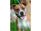 Adopt Edna a Boxer