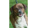 Adopt Xena a Feist
