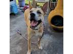 Adopt Miss Josey Joe a Shepherd, Akita