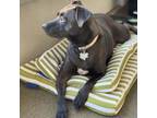 Adopt Viola a Labrador Retriever, Chow Chow