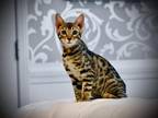 Bengal Kittens