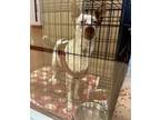 Adopt Hachi a Australian Kelpie