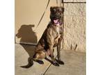 Adopt Nala a Labrador Retriever, Plott Hound
