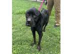 Adopt Burrla a Rottweiler