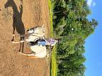 Hunter Jumper Pony for Sale!