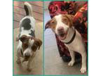 Adopt MIMI a Terrier, Dachshund
