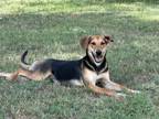 Adopt AVA a Greater Swiss Mountain Dog