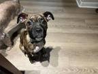Adopt NYX a Boxer
