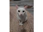 Adopt Maggie a Turkish Van, Domestic Short Hair