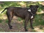 Adopt ESPRESSO a Pit Bull Terrier
