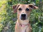 Adopt HANNAH a Rhodesian Ridgeback, Mixed Breed