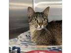 Adopt Dewberry a Domestic Short Hair