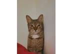 Adopt Nala a Domestic Medium Hair, Maine Coon