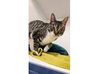 Adopt Betty a Domestic Short Hair