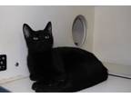 Adopt River a Domestic Short Hair