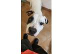 Adopt WINTER a Pit Bull Terrier