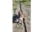 Adopt SPRING a Mastiff, Pit Bull Terrier