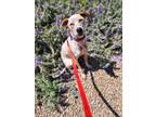 Adopt FERN a German Shorthaired Pointer, Australian Cattle Dog / Blue Heeler