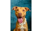 Adopt Calamity Jane a Pit Bull Terrier, Vizsla