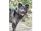 Adopt Ursa a Husky, Catahoula Leopard Dog