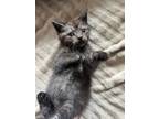Adopt Outlet a Domestic Short Hair