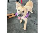 Adopt Tierra Montana a Australian Shepherd, Shepherd