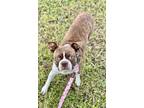 Adopt Molly Ann a Boston Terrier