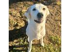 Adopt Myla a Great Pyrenees, Labrador Retriever