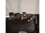 Adopt Spooky a Domestic Short Hair