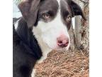 Adopt Leia a Border Collie