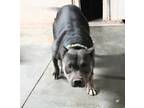 Adopt Lettie a Pit Bull Terrier