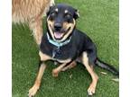 Adopt Winder a Rottweiler, Mixed Breed