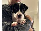 Adopt Dawn a Shar-Pei, Mixed Breed