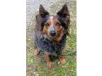 Adopt WENDY a Australian Shepherd