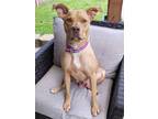 Adopt Delores a Labrador Retriever, Staffordshire Bull Terrier