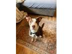 Adopt Atari a Pit Bull Terrier, Staffordshire Bull Terrier
