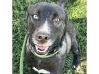 Adopt Beacon a Australian Cattle Dog / Blue Heeler